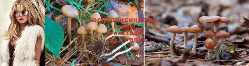 Псилоцибиновые грибы Psilocybe  где продают   Певек 